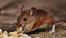 24 Hour & Emergency Exterminators in Port Charlotte, FL